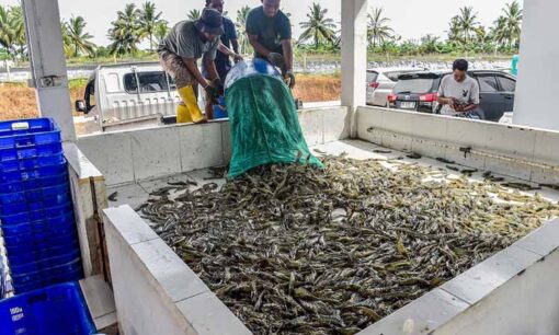 インドネシアで「気候スマートエビ養殖」初収穫に成功　マングローブ再生と炭素吸収で持続可能性に道