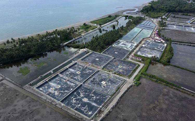 インドネシア中央スラウェシ州ドンガラ県ラロンビ村の気候スマートエビ養殖池