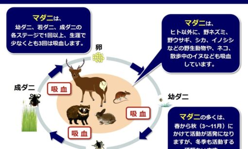 マダニ媒介感染症(SFTS)で獣医師死亡　感染したネコの治療で