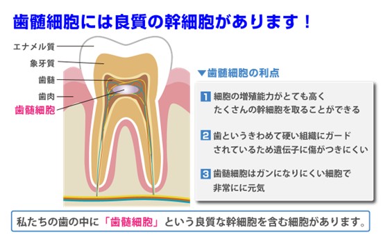 歯髄細胞には良質の肝細胞があります