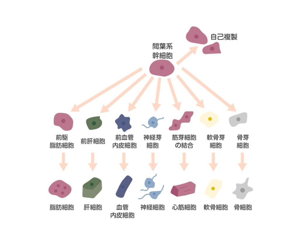 パナケア合同研究所の作図