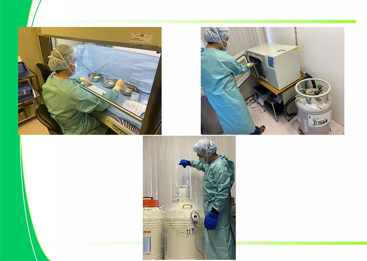 保存の様子（資料提供日本スキンバンクネットワーク）