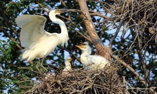 サギ107羽が命を落とした日。富山城址公園の伐採問題に見る共存のむずかしさ