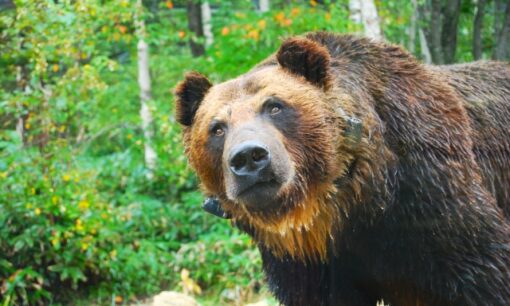 ヒグマに襲われた新聞配達員の死。「クマを殺すな」の声が突きつける、命と共生の境界線