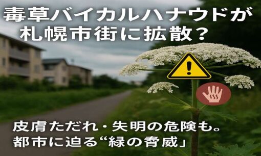 札幌市で猛毒植物「バイカルハナウド」拡散の兆候　皮膚ただれや失明も　北大に続き白石区で40株除去