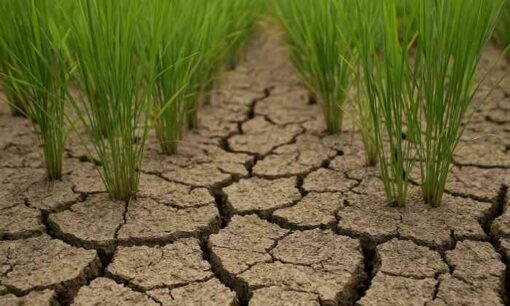 猛暑と渇水で揺らぐ稲作。全国で広がる“水の危機”と米農家の苦悩