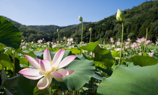 お盆の歴史と意味を解説　迎え火・送り火の由来とは？お盆休みの本当の意味を知ろう