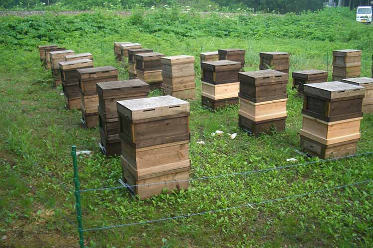 石塚養蜂園の蜂の箱