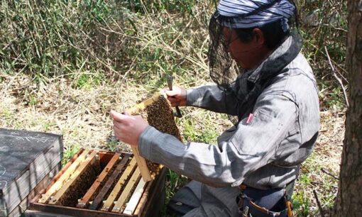 石塚養蜂園・石塚武夫社長インタビュー  宮城・丸森町の定飼養蜂が支える「受粉用ミツバチ」と蜂蜜づくり