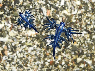 スペインの海岸で「ブルードラゴン」発見　毒性持つ危険生物により海水浴を全面禁止