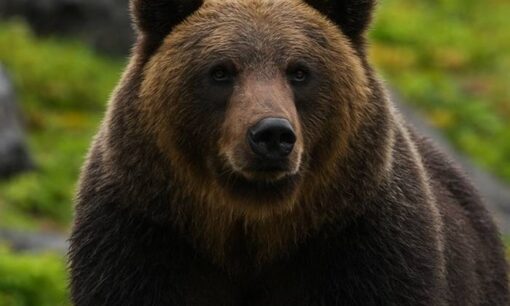 羅臼岳ヒグマ襲撃は何が違うのか？他地域のクマ被害との5つの相違点