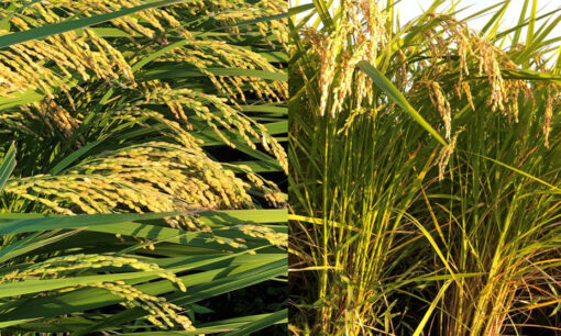 日銀ゼロ金利30年が扉を開いた「日本株式会社 未来設計図」第4章