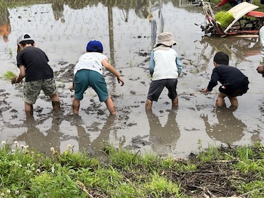【島根】「怒られると思った」児童が収穫した米を自宅で消費　島根教諭処分に見る学校現場の課題
