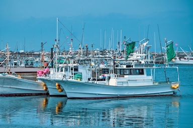 豊漁の光と影　クロマグロ・寒ブリ・スルメイカ、日本の海で何が起きているのか？