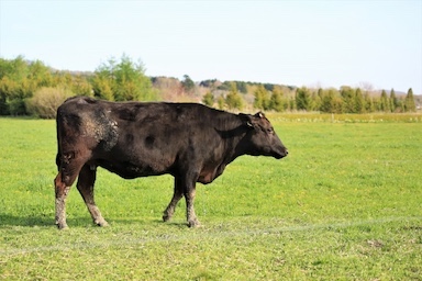 和牛にシマウマ模様で虫よけ効果　日本人研究チームがイグ・ノーベル賞受賞