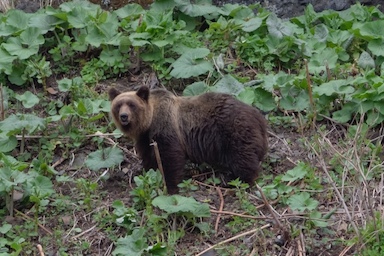 観光客の餌付け疑惑と「殺人グマ」　羅臼岳の事故が突きつける人間の責任
