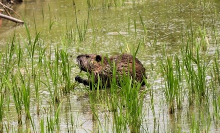 外来種ヌートリア、急増する“水辺の侵入者”　食害・感染リスク・ジビエ化の最前線