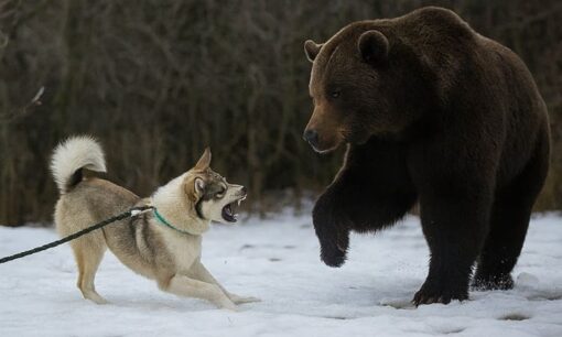 飼い犬が次々とクマに襲われる　東北で相次ぐ被害にSNSで批判殺到