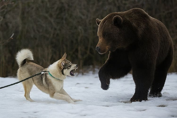 熊対犬