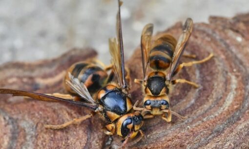【警戒】「クマより怖い？」秋のスズメバチ被害が急増　1500匹の巨大巣も…気候変動で“活動期が延長”か