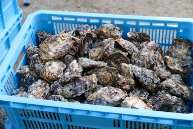 広島のカキが“前例のない大量死”　瀬戸内海で何が起きているのか？　高水温と高塩分が引き金に