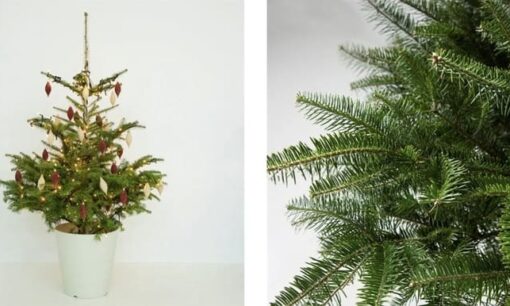 返却できる“本物のクリスマスツリー”が急拡大　愛グループ「FUREAI」が提供する国産もみの木レンタル＆販売の新潮流