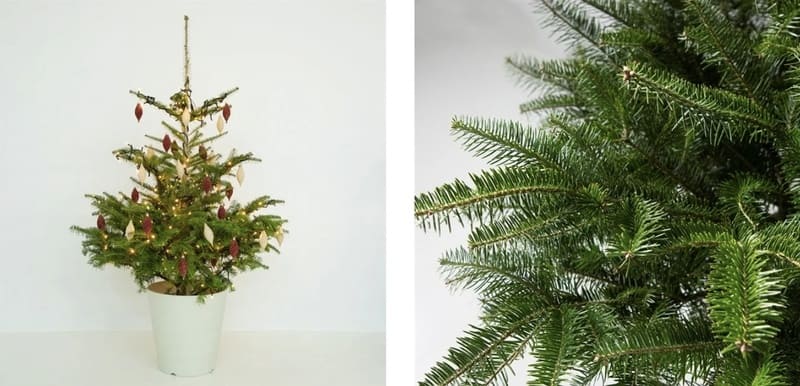 返却できる“本物のクリスマスツリー”が急拡大　愛グループ「FUREAI」が提供する国産もみの木レンタル＆販売の新潮流