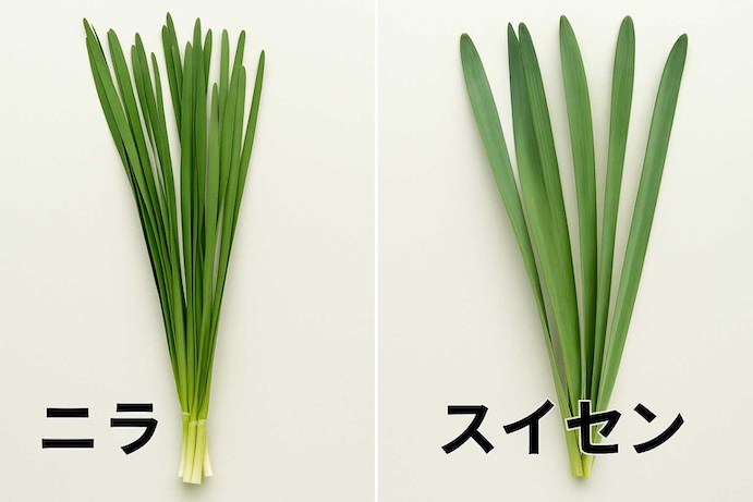 ニラとスイセン