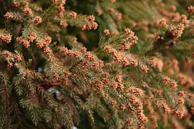 2026年の花粉はいつからいつまで？長期化が懸念される花粉シーズンと医師が勧める早めの対策