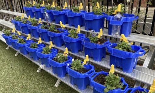 朝顔の鉢を熊野筆へ　PHI社が描く資源循環の「勝色」