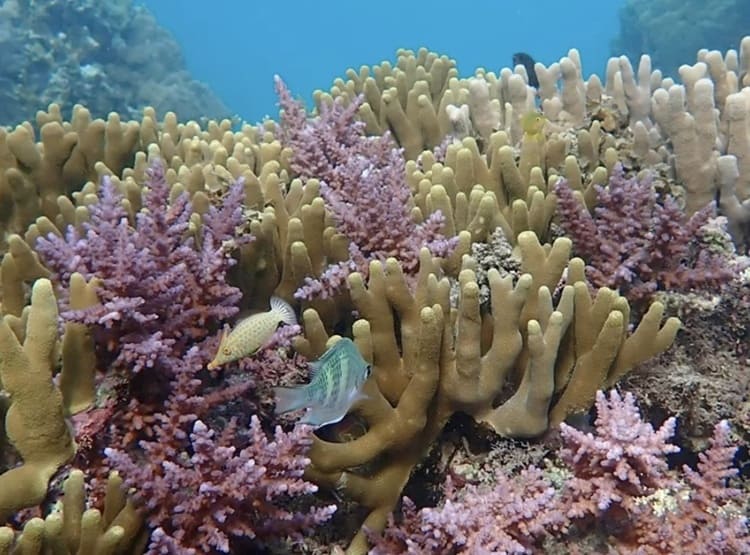 石垣島のサンゴを救う「Maguuro」の逆襲　ソルトラボが挑む廃棄漁具の循環経済