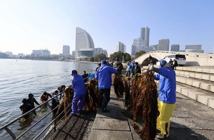 トランジットHD、横浜の海を救う「ワカメパン」を無料配布