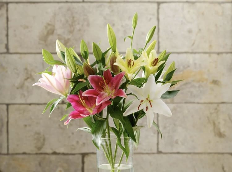 炭素を吸うユリ？TOWINGの「黒い粉」が起こす農業革命